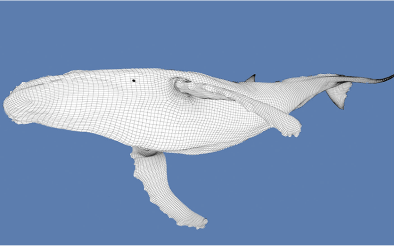 Humpback wireframe